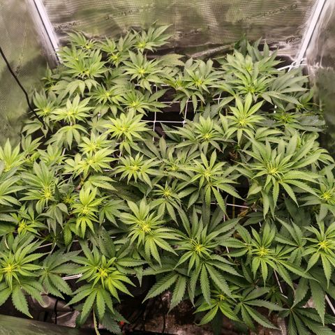 Papaya Sherbet DWC growlog timeline photo