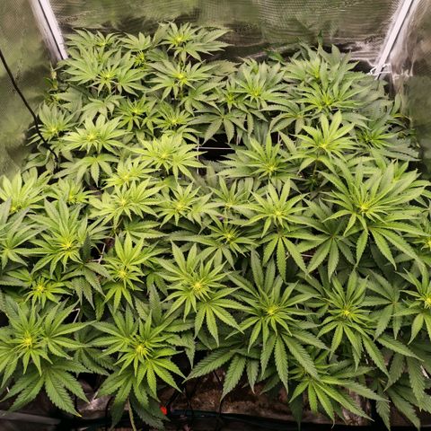 Papaya Sherbet DWC growlog timeline photo