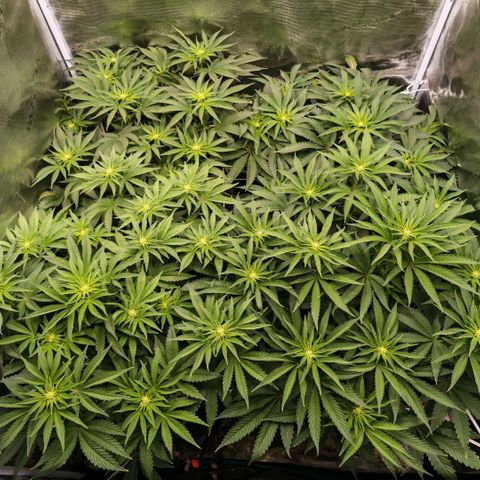 Papaya Sherbet DWC growlog timeline photo