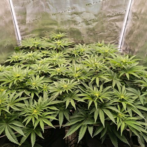 Papaya Sherbet DWC growlog timeline photo