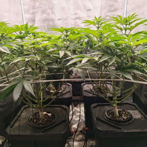 Papaya Sherbet DWC growlog timeline photo