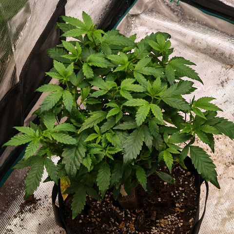 Papaya Sherbet™ growlog timeline photo