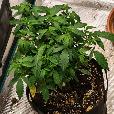Papaya Sherbet™ growlog timeline photo