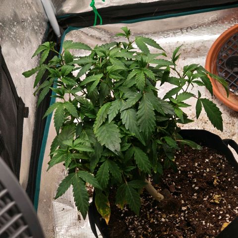 Papaya Sherbet™ growlog timeline photo