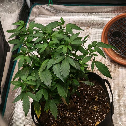 Papaya Sherbet™ growlog timeline photo