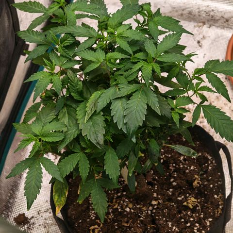 Papaya Sherbet™ growlog timeline photo
