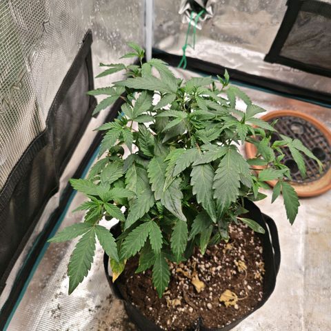 Papaya Sherbet™ growlog timeline photo