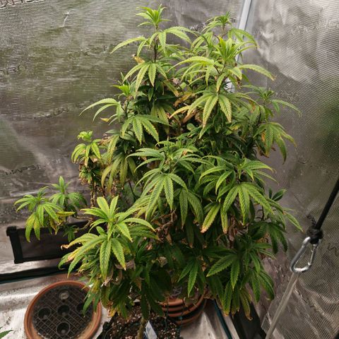 Papaya Sherbet™ growlog timeline photo