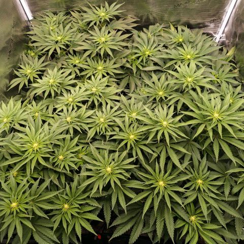 Papaya Sherbet DWC growlog timeline photo