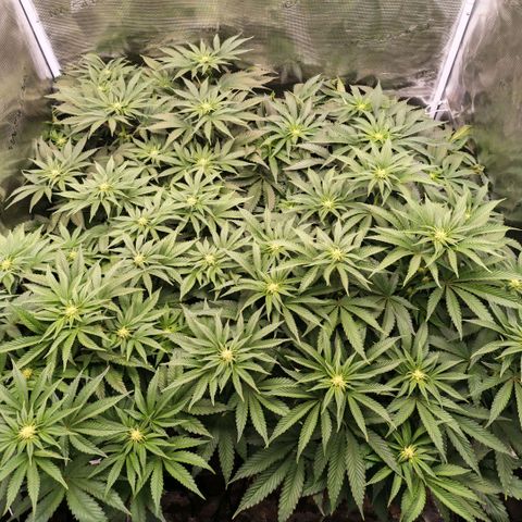 Papaya Sherbet DWC growlog timeline photo