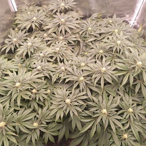 Papaya Sherbet DWC growlog timeline photo
