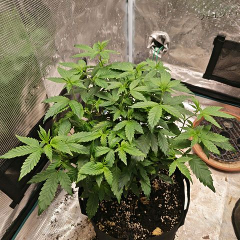 Papaya Sherbet™ growlog timeline photo
