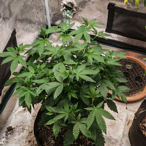 Papaya Sherbet™ growlog timeline photo