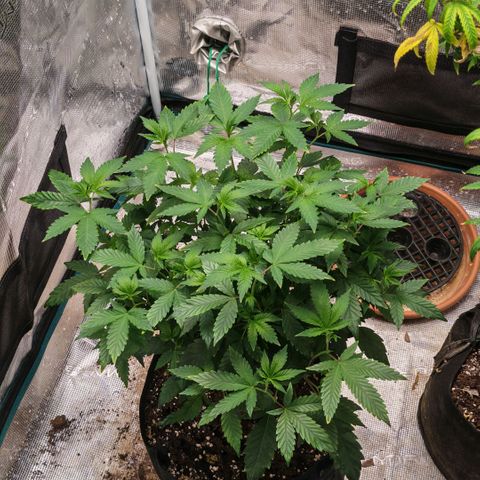 Papaya Sherbet™ growlog timeline photo