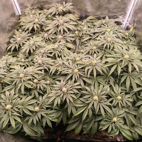 Papaya Sherbet DWC growlog timeline photo