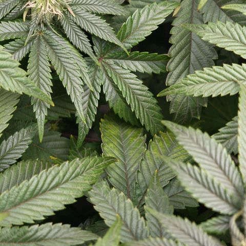 Papaya Sherbet DWC growlog timeline photo