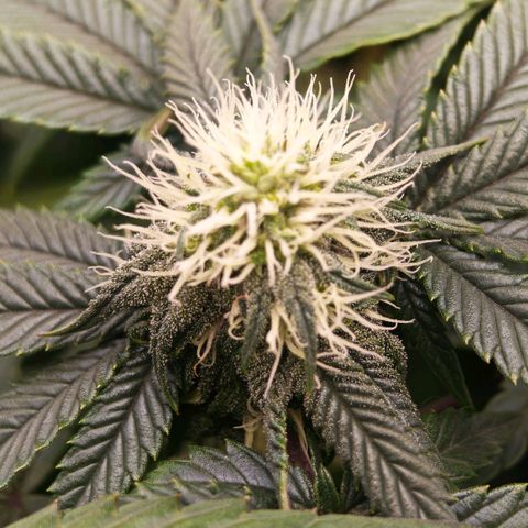 Papaya Sherbet DWC growlog timeline photo