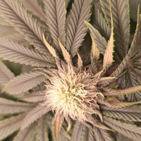 Papaya Sherbet DWC growlog timeline photo