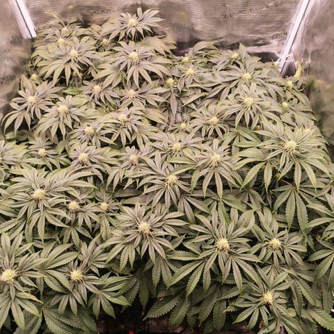 Papaya Sherbet DWC growlog timeline photo
