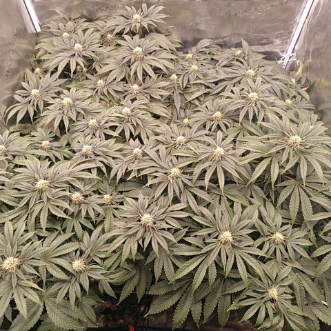 Papaya Sherbet DWC growlog timeline photo