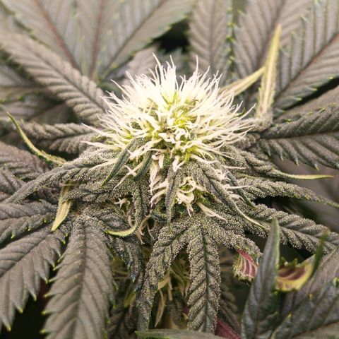 Papaya Sherbet DWC growlog timeline photo