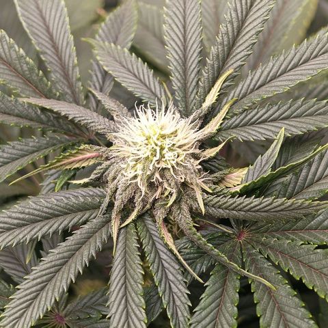 Papaya Sherbet DWC growlog timeline photo