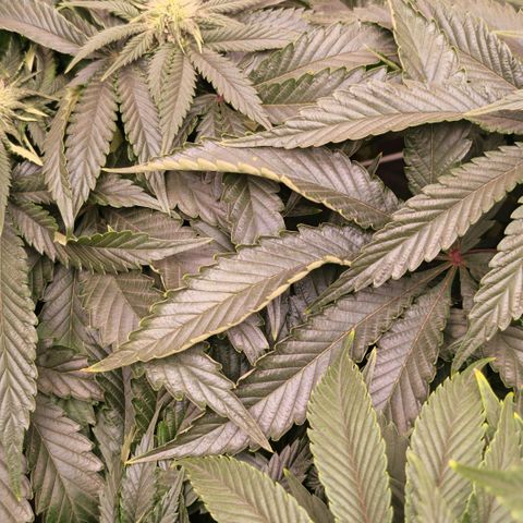 Papaya Sherbet DWC growlog timeline photo