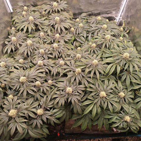 Papaya Sherbet DWC growlog timeline photo