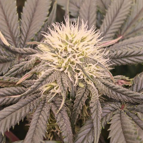 Papaya Sherbet DWC growlog timeline photo