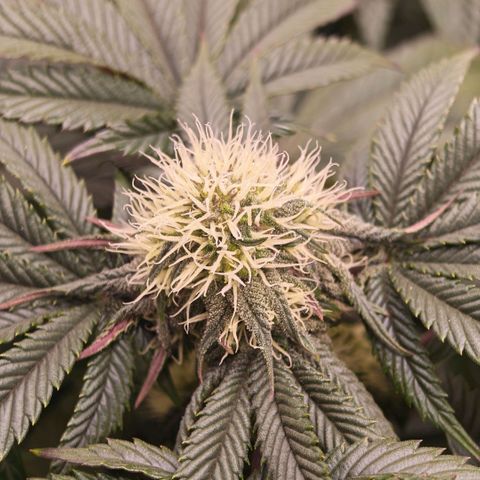 Papaya Sherbet DWC growlog timeline photo