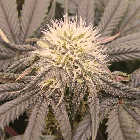 Papaya Sherbet DWC growlog timeline photo