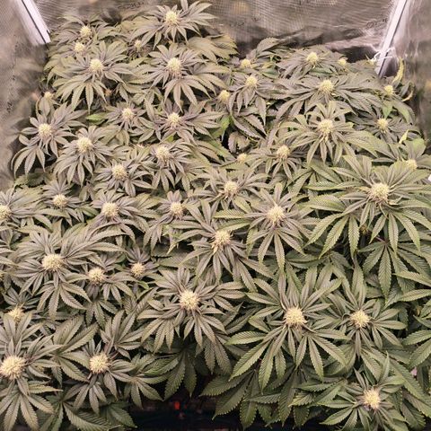 Papaya Sherbet DWC growlog timeline photo