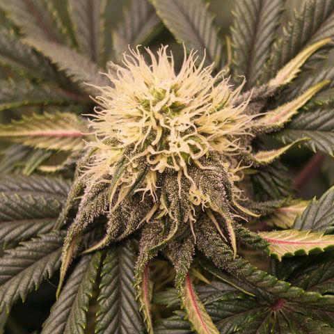 Papaya Sherbet DWC growlog timeline photo