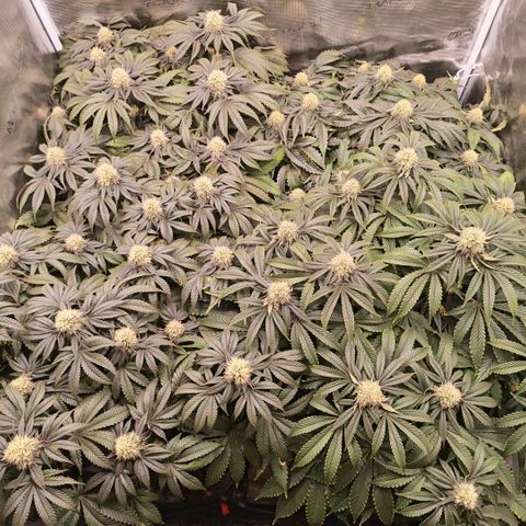 Papaya Sherbet DWC growlog timeline photo