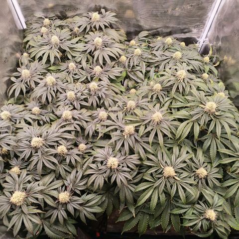 Papaya Sherbet DWC growlog timeline photo