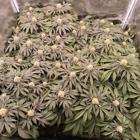Papaya Sherbet DWC growlog timeline photo