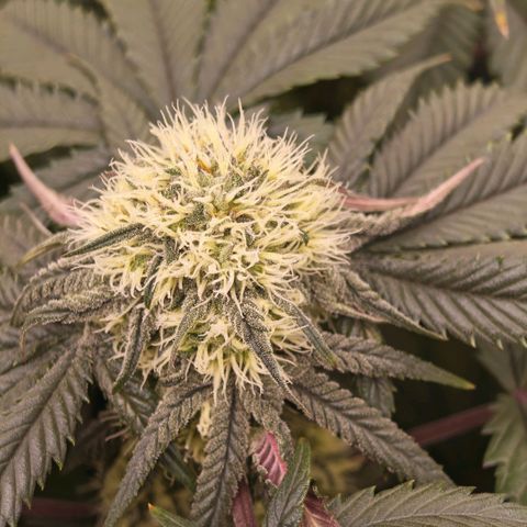 Papaya Sherbet DWC growlog timeline photo