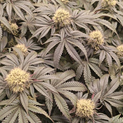 Papaya Sherbet DWC growlog timeline photo