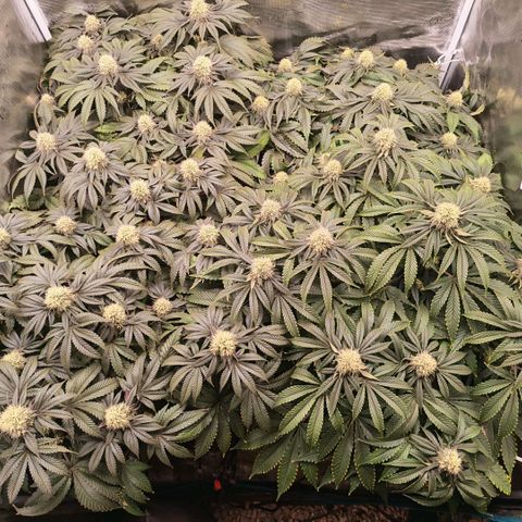 Papaya Sherbet DWC growlog timeline photo
