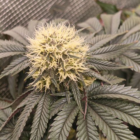 Papaya Sherbet DWC growlog timeline photo