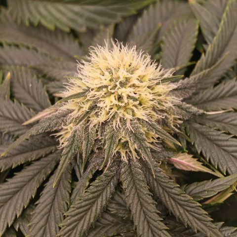 Papaya Sherbet DWC growlog timeline photo