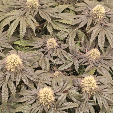 Papaya Sherbet DWC growlog timeline photo