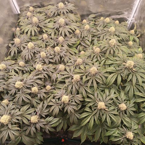 Papaya Sherbet DWC growlog timeline photo
