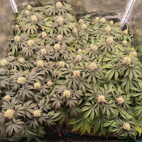 Papaya Sherbet DWC growlog timeline photo