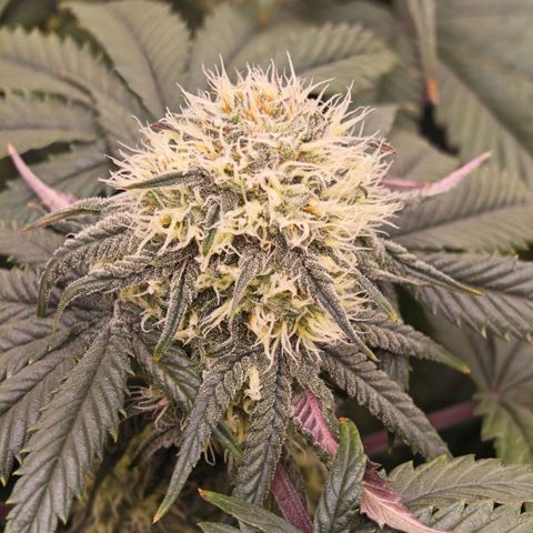 Papaya Sherbet DWC growlog timeline photo
