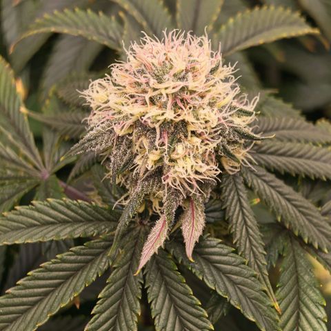 Papaya Sherbet DWC growlog timeline photo