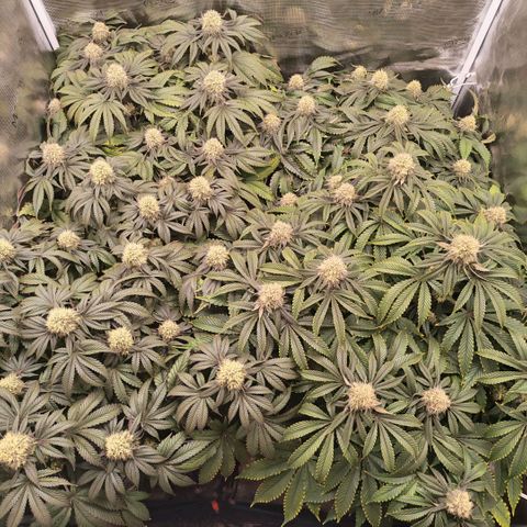 Papaya Sherbet DWC growlog timeline photo