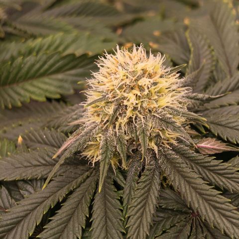 Papaya Sherbet DWC growlog timeline photo