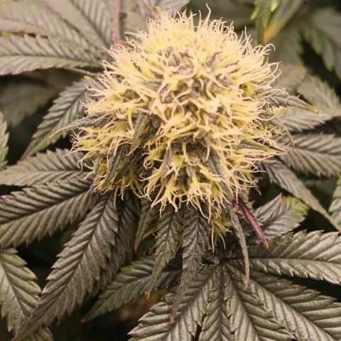 Papaya Sherbet DWC growlog timeline photo