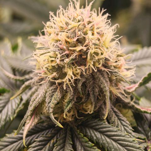 Papaya Sherbet DWC growlog timeline photo